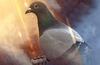 Battlefield 1 includes third person pigeon gameplay