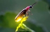 Study of fireflies boosts OLED efficiency by over 60 per cent