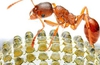 New digital camera lens is based on the compound eye of a fire ant