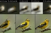 Microsoft AI can draw an object from your description